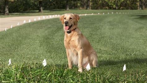 invisible fence lowes|dog fences outdoor lowe's.